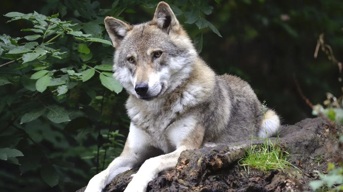 Wilki w woj. łódzkim. Drapieżniki są coraz częściej spotykane - Zdjęcie główne