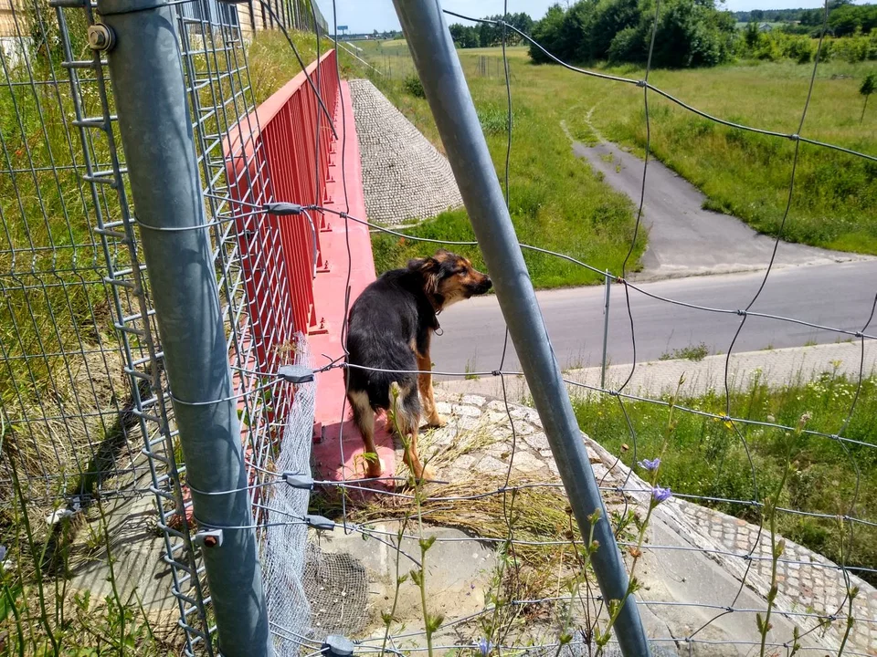 Pies utknął na sporej wysokości, znajdował się pełnym słońcu. Udało się go uratować m.in. przy pomocy Czterech Łap Żychlin i GDDKiA