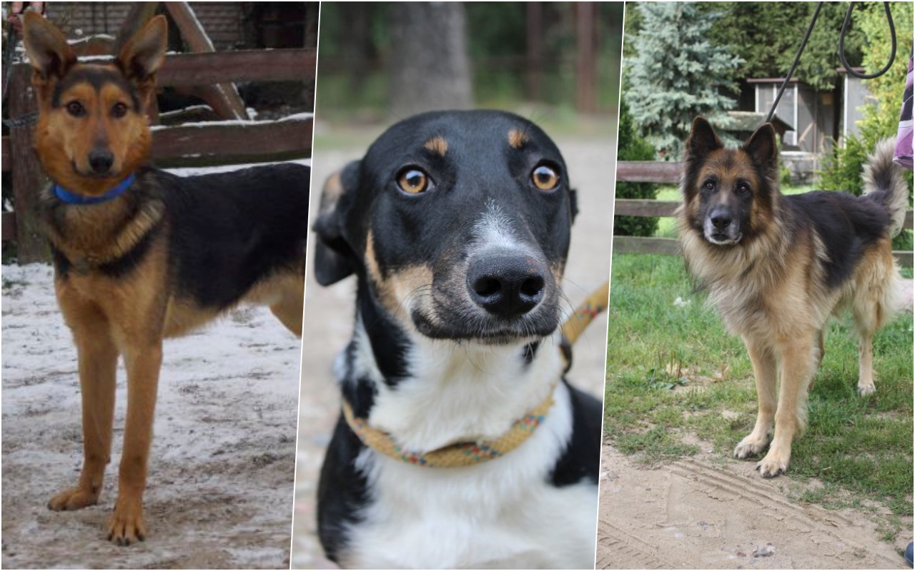 [FOTO] Kilkadziesiąt psów z Kutna w schronisku. Urząd zachęca mieszkańców do adopcji - Zdjęcie główne