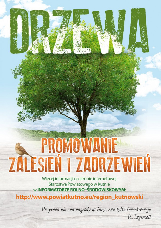 10 października Międzynarodowy Dzień Drzewa - Zdjęcie główne