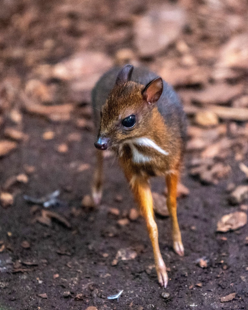 Kilkadziesiąt kilometrów od Kutna - w łódzkim zoo - urodził się myszojeleń