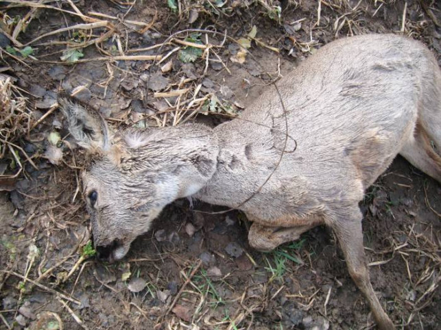 Kłusownicy atakują! Zwierzyna kona w męczarniach! - Zdjęcie główne