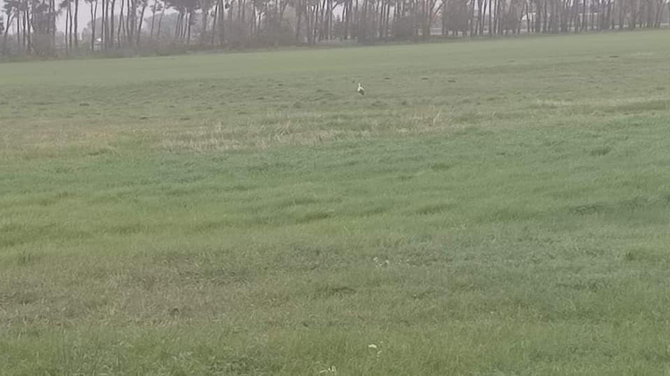 Jeden z bocianów został zagryziony, trwają poszukiwania kolejnego. Pomaga w nich założyciel Stowarzyszenia "Pomagam Bocianom" z pow. kutnowskiego