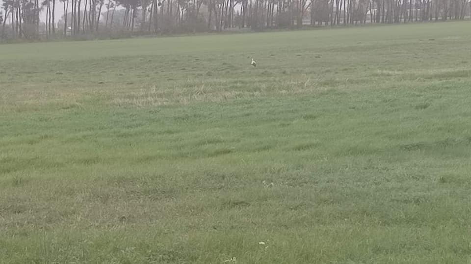 Jeden z bocianów został zagryziony, trwają poszukiwania kolejnego. Pomaga w nich założyciel Stowarzyszenia "Pomagam Bocianom" z pow. kutnowskiego