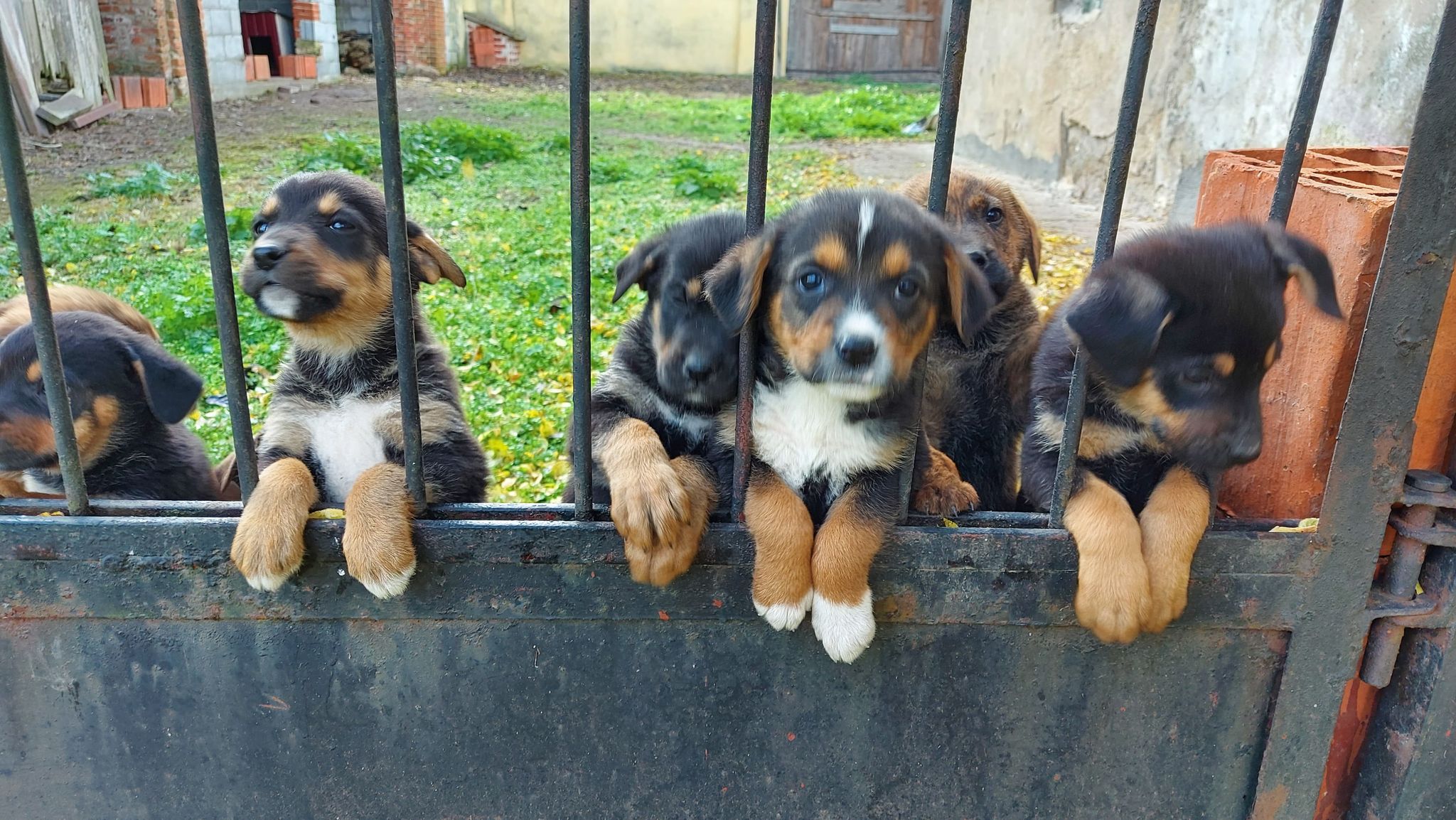 Wielkie serce proboszcza spod Kutna. Przygarnął porzucone psy - Zdjęcie główne
