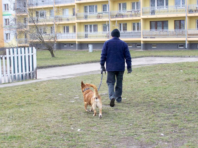 Problem psich odchodów - Zdjęcie główne