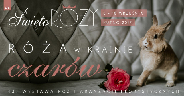 Święto Róży 2017 – szczegółowy program - Zdjęcie główne