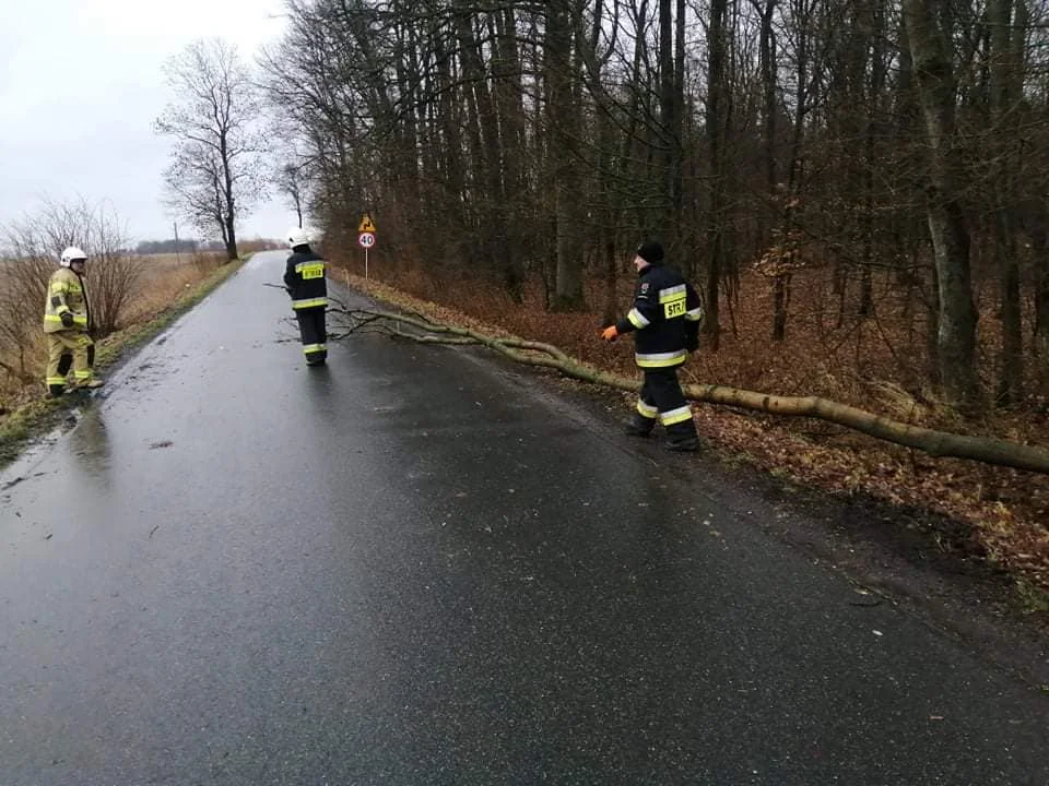 Strażacy z powiatu kutnowskiego interweniowali kilkadziesiąt razy w związku z ostatnimi wichurami, które przeszły przez region