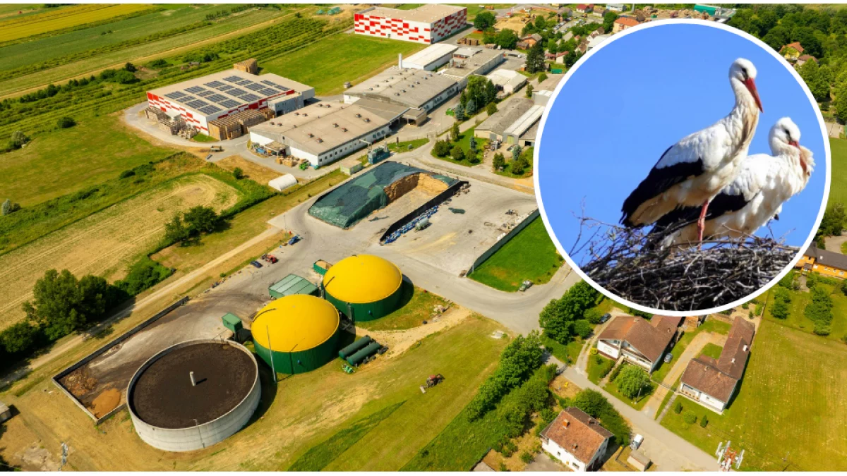 Bociany mogą zniknąć z okolicy? Spór o biogazownie trwa, a zagrożone są dzikie zwierzęta
