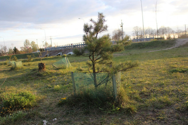W Kutnie pojawiają się nowe drzewa. Będzie ich ponad 150 - Zdjęcie główne