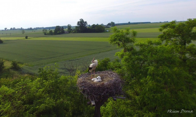 [FOTO] Trwa walka o gniazdo bocianów. Mieszkaniec powiatu kutnowskiego apeluje - Zdjęcie główne