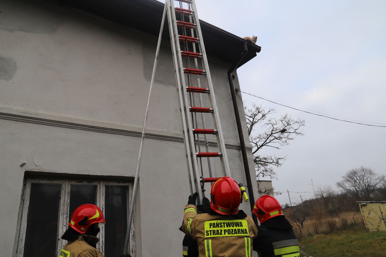 Strażacy z Kutna próbowali ściągnąć z dachu kota