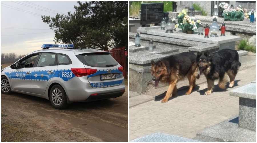 Psy pogryzły kilka osób na cmentarzu w Żychlinie. Znamy więcej faktów [ZDJĘCIA] - Zdjęcie główne