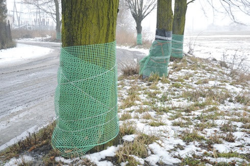 Bobry sieją spustoszenie. „Droga niedługo się zapadnie!” - Zdjęcie główne