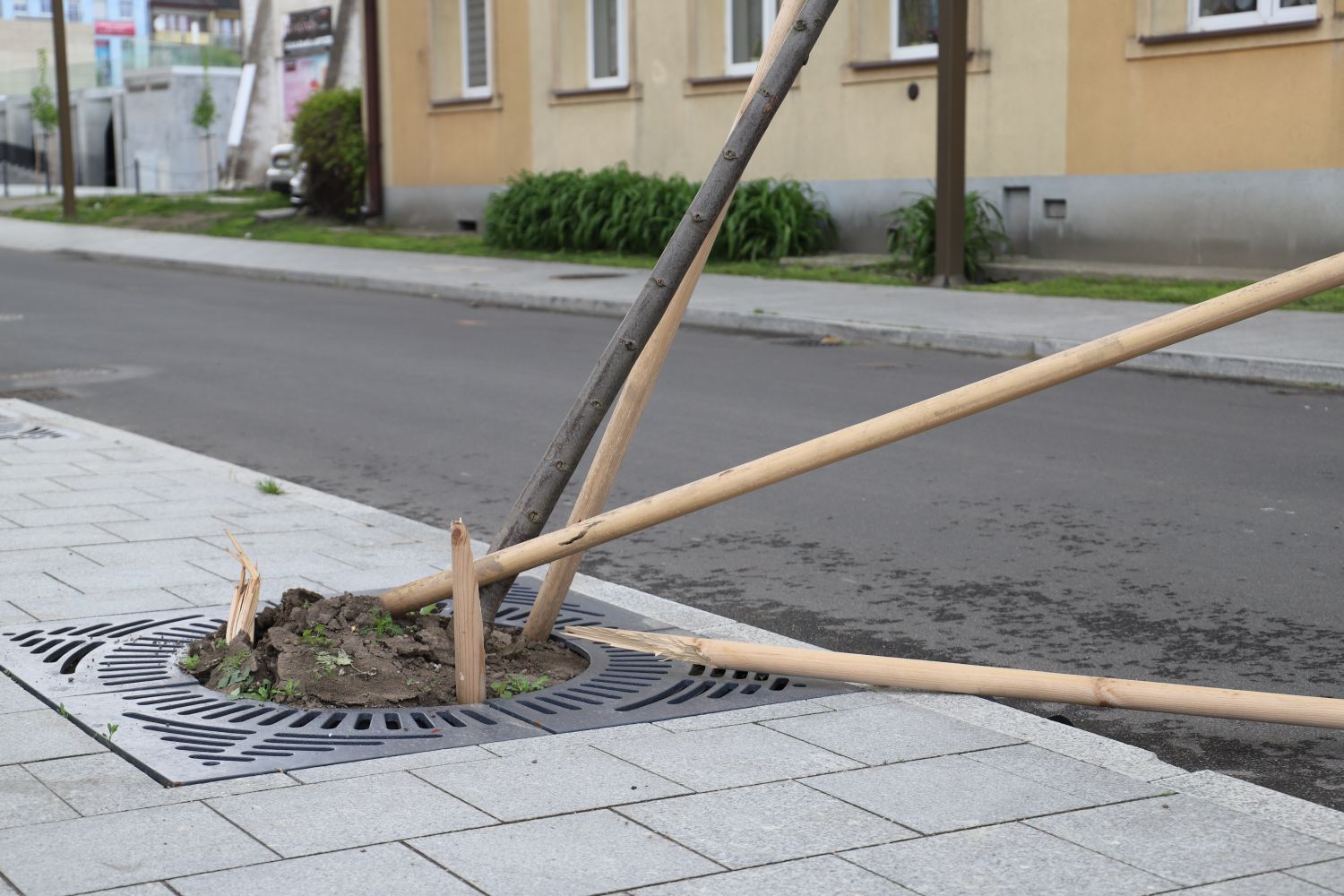 Weekend luzowania obostrzeń z wandalizmem w tle. Zniszczono zieleń w centrum Kutna