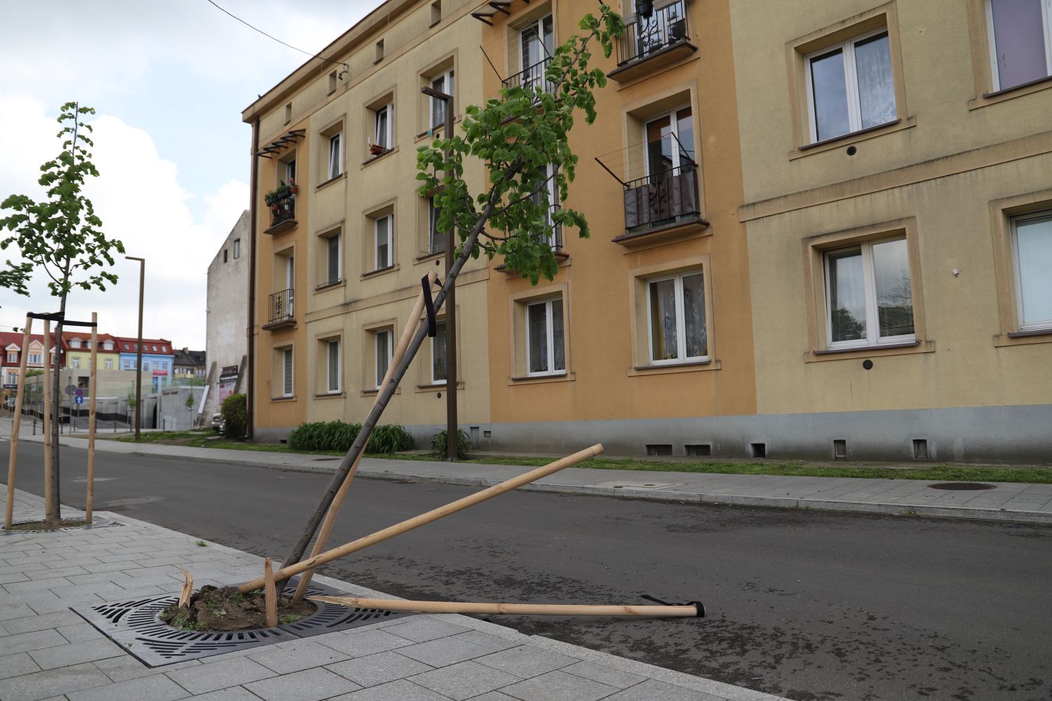 Wandale znów o sobie przypominają. Zniszczono zieleń w centrum Kutna [ZDJĘCIA] - Zdjęcie główne