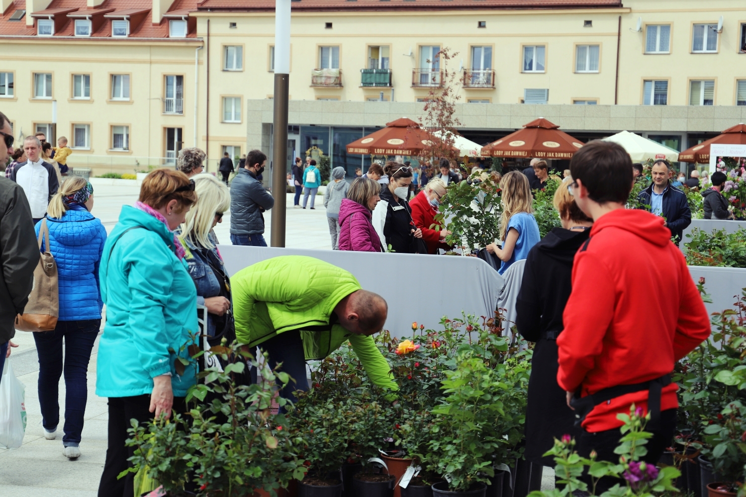 Kiermasz Różany na Placu Wolności potrwa do niedzieli do godz. 16:00