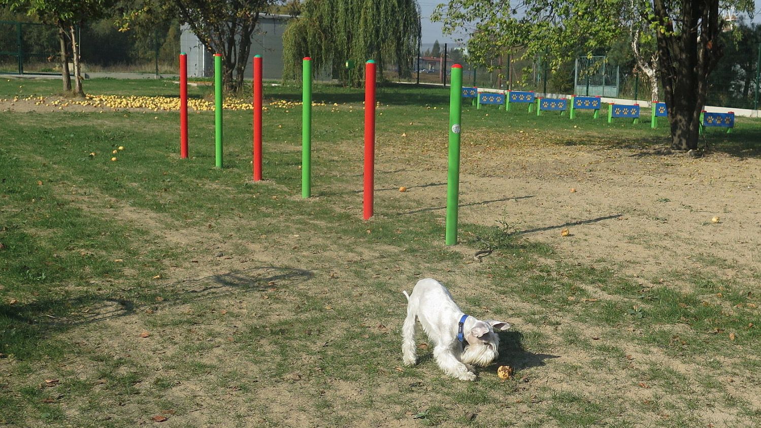 Wybieg dla psów w Pawłowicach (woj. śląskie)