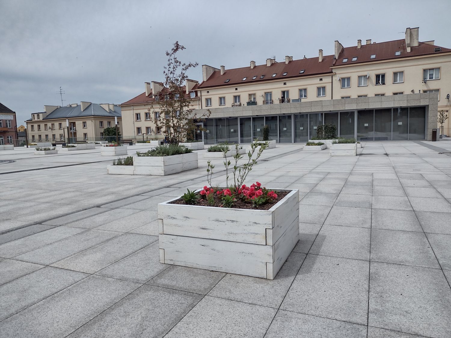 Roślinność na Placu Wolności 