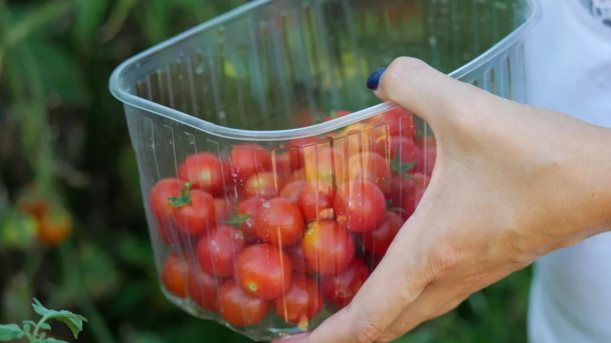 Praca sezonowa dla młodzieży. Stawki za zbiory w regionie, ruszyły zapisy