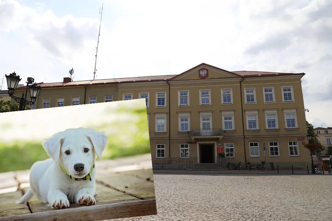 Urząd Miasta ponownie sfinansuje kastrację zwierząt. Możliwe jest wykonanie 20 zabiegów! [AKTUALIZACJA] - Zdjęcie główne