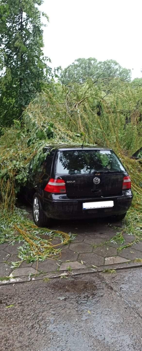 W Krośniewicach konar drzewa przygniótł auto