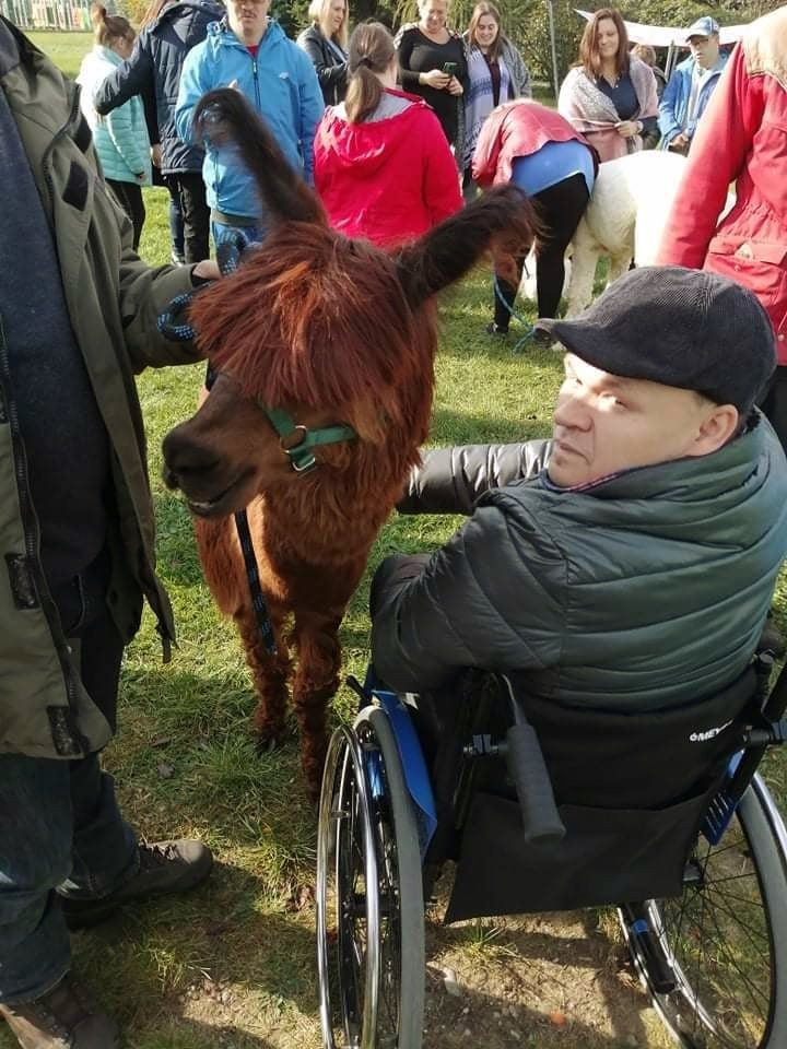 Do Kutna zawitały alpaki