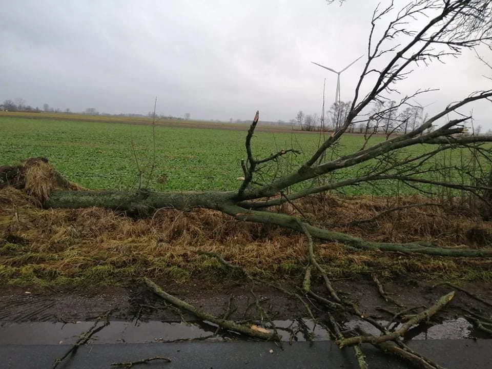 Strażacy z powiatu kutnowskiego interweniowali kilkadziesiąt razy w związku z ostatnimi wichurami, które przeszły przez region