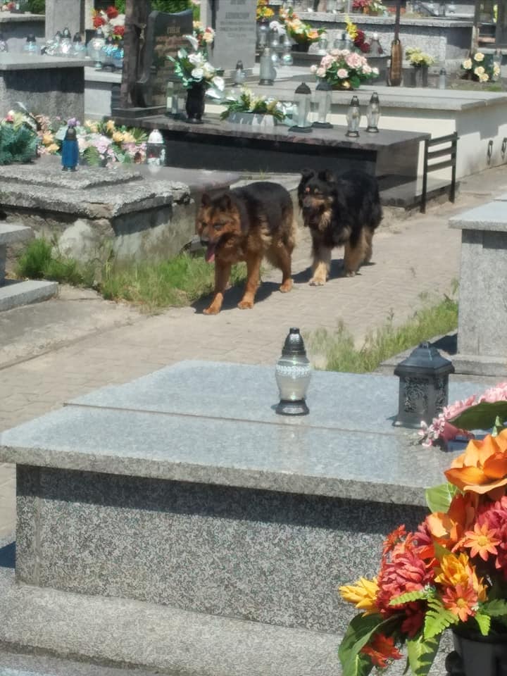 Na cmentarzu w Żychlinie pod Kutnem dwa psy pogryzły kilka osób