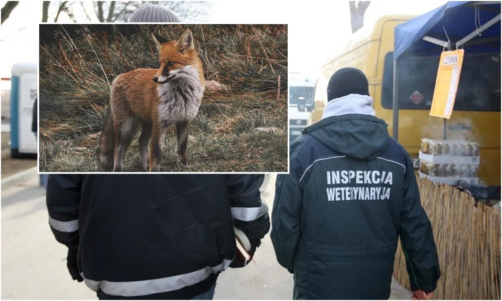 Powiatowy Lekarz Weterynarii ostrzega mieszkańców! Chodzi o niebezpieczną chorobę zakaźną - Zdjęcie główne