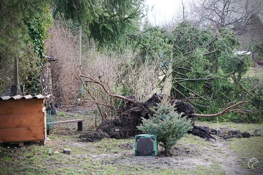 Mieszkańcy Azorów poszkodowani przez wichurę. Władze Kutna zaoferowały pomoc