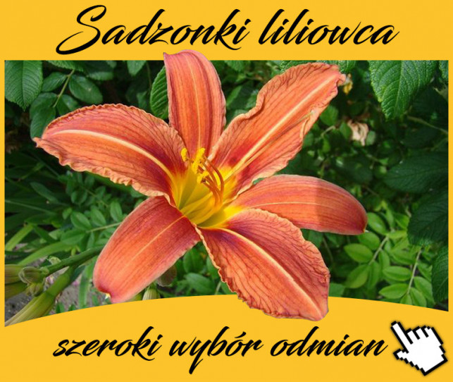 Liliowiec-warty uwagi - Zdjęcie główne