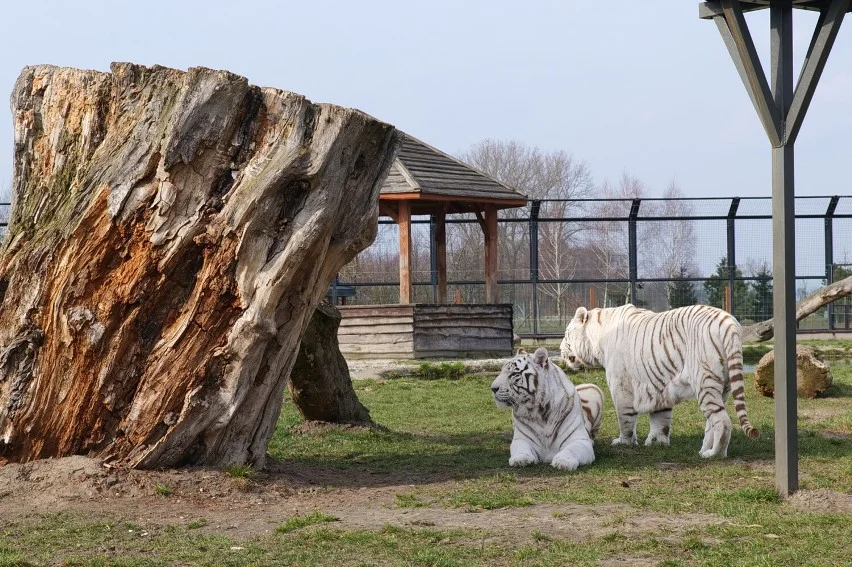 Chcesz spędzić noc w ZOO? To możliwe, trwa sprzedaż biletów! - Zdjęcie główne