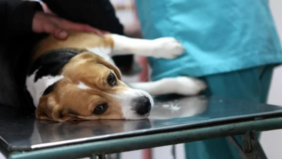 Dofinansowania na kastrację zwierząt domowych. Rusza nabór wniosków