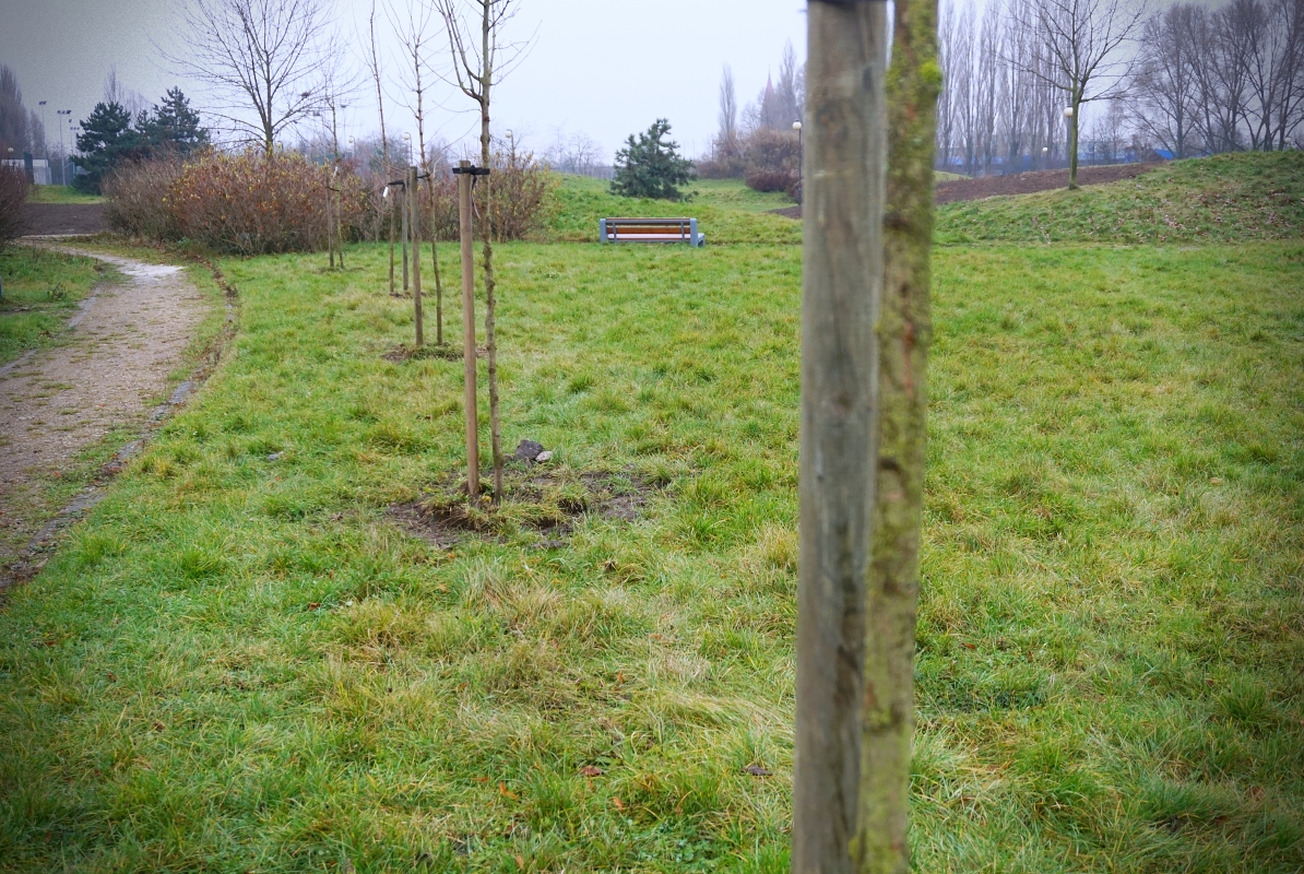 [ZDJĘCIA] Park nad Ochnią bogatszy o kolejne drzewa. W ostatnim tygodniu przybyło ich... - Zdjęcie główne