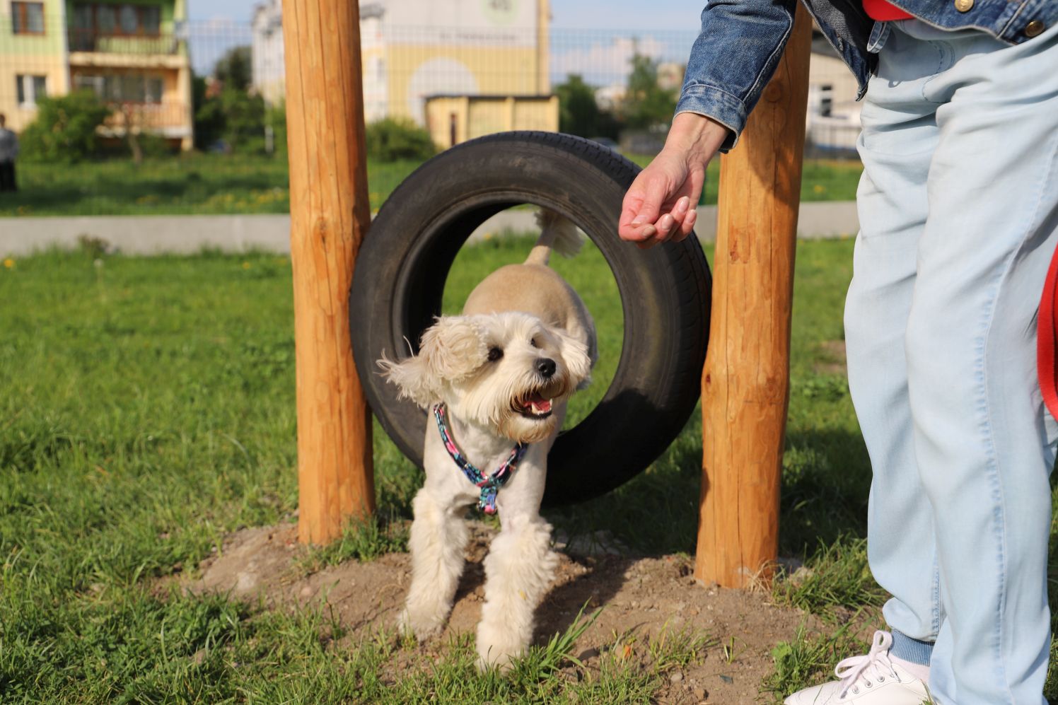 Psi park w Kutnie cieszy się dużą sympatią czworonogów i ich właścicieli