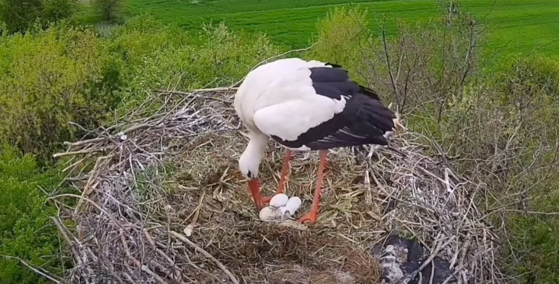 Rodzina bocianów spod Kutna się powiększa! Zobacz, jak wykluło się pierwsze pisklątko [WIDEO] - Zdjęcie główne