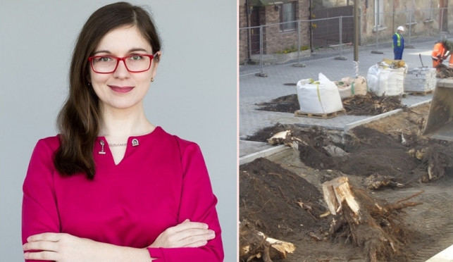 Posłanka pisze do magistratu w sprawie wycinki drzew. Czy będą nowe nasadzenia? - Zdjęcie główne