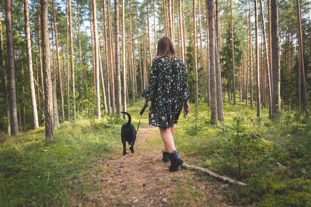 Szykuje się duża akcja, nad lasami pojawią się samoloty. Uważajcie na spacerach z psami! - Zdjęcie główne