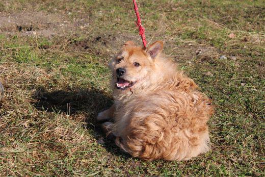 Te psy z okolic Kutna czekają w schronisku na adopcję 