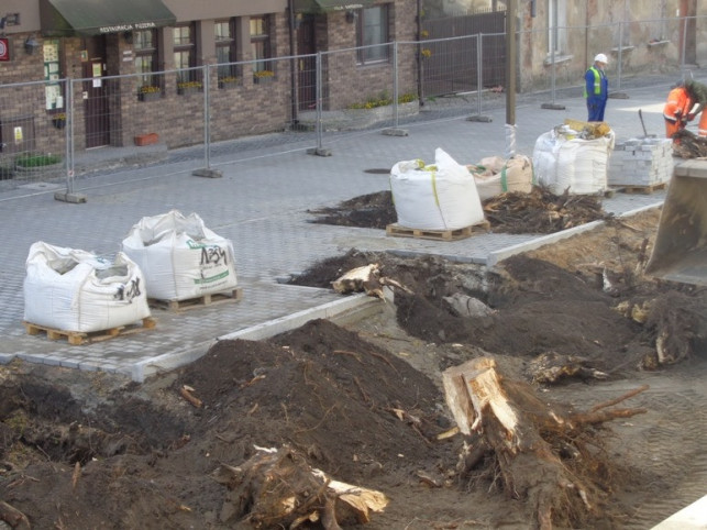 Rosły tu od kilkudziesięciu lat, zostały wycięte w pień. Dlaczego? Urząd wyjaśnia - Zdjęcie główne