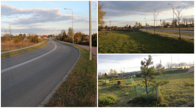 [FOTO] W tym miejscu będzie więcej drzew? Znamy stanowisko władz miasta - Zdjęcie główne