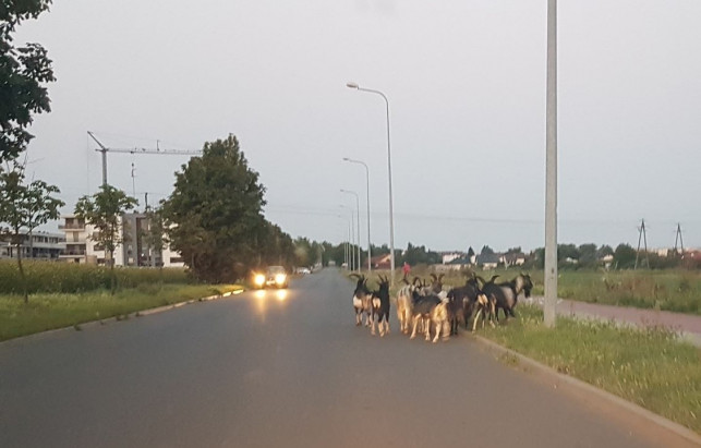 [FOTO] Stado kozłów ''na gigancie''. Maszerowały przez Kutno, interweniowała policja - Zdjęcie główne