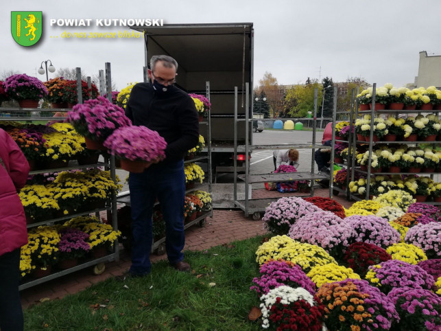 Jutro starostwo znów rozda chryzantemy. Będzie ich dwa razy więcej niż dzisiaj - Zdjęcie główne