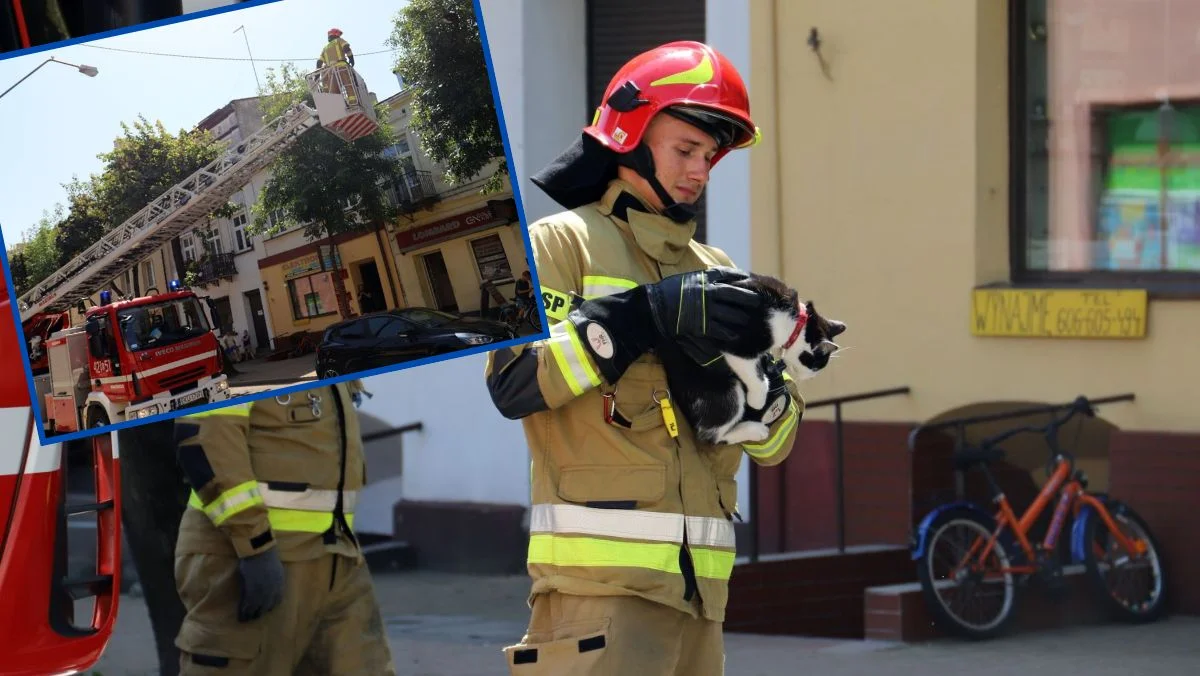 Wszedł na drzewo i nie mógł zejść. Kutnowscy strażacy na pomoc kociakowi [ZDJĘCIA] - Zdjęcie główne