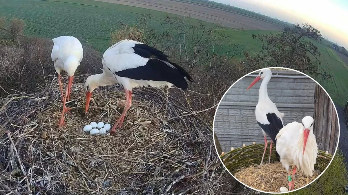Niezwykłe wieści z ośrodka spod Żychlina. Pojawiły się pierwsze jaja u bocianów nielotów