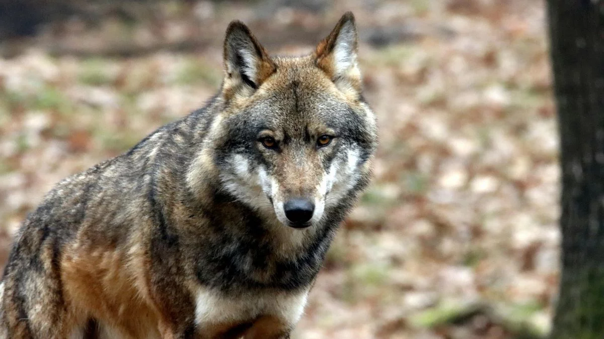 Wilki na granicy woj. łódzkiego i Wielkopolski. Drapieżnika nagrał prywatny monitoring