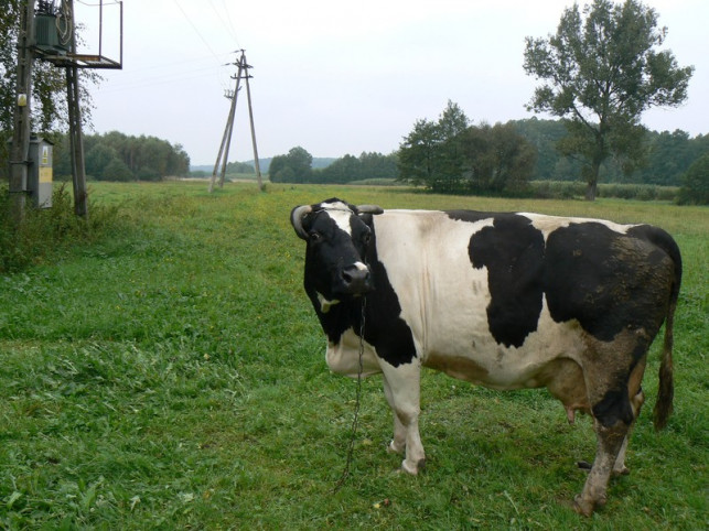 Zoofil z Kutna gwałcił... krowy - Zdjęcie główne