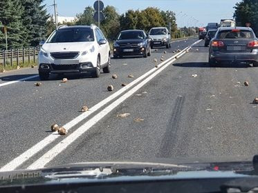[ZDJĘCIA] Utrudnienia na drodze krajowej. Wszystko przez… buraki - Zdjęcie główne