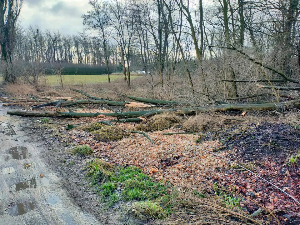 Strażacy z powiatu kutnowskiego interweniowali kilkadziesiąt razy w związku z ostatnimi wichurami, które przeszły przez region